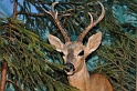 Pferd u Jagd   039